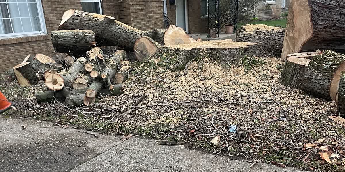 A large pile of cut tree logs and branches stacked in front of a brick house, ready to be hauled away.